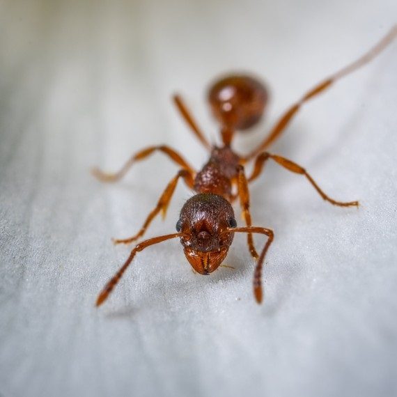 Field Ants, Pest Control in Hither Green, SE13. Call Now! 020 8166 9746