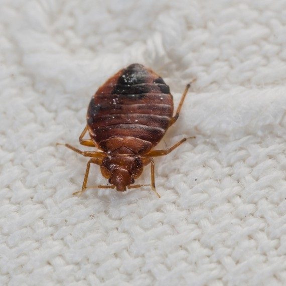 Bed Bugs, Pest Control in Hither Green, SE13. Call Now! 020 8166 9746