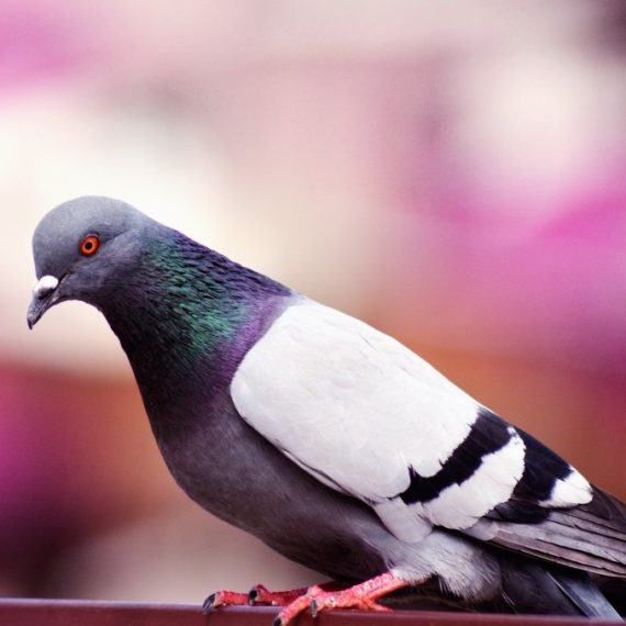 Birds, Pest Control in Hither Green, SE13. Call Now! 020 8166 9746