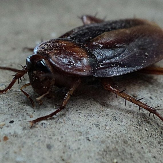 Cockroaches, Pest Control in Hither Green, SE13. Call Now! 020 8166 9746