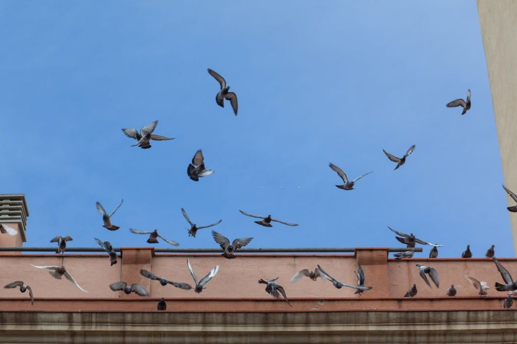 Pigeon Pest, Pest Control in Hither Green, SE13. Call Now 020 8166 9746