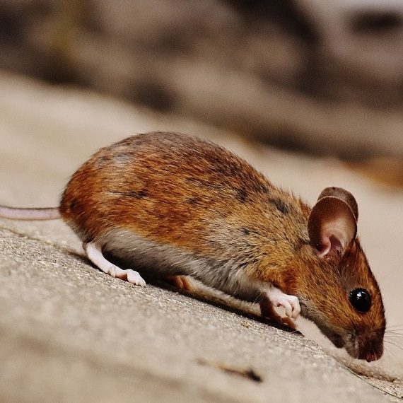 Mice, Pest Control in Hither Green, SE13. Call Now! 020 8166 9746