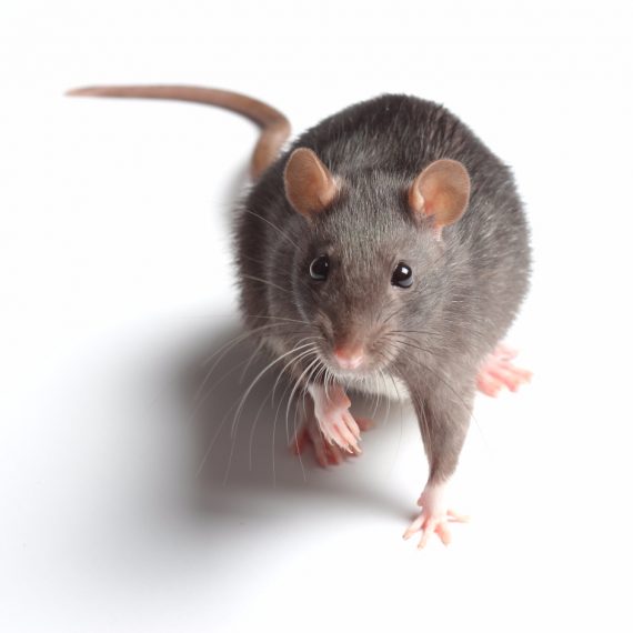 Rats, Pest Control in Hither Green, SE13. Call Now! 020 8166 9746