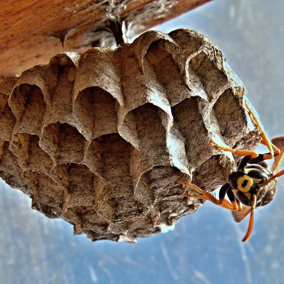 Wasps Nest, Pest Control in Hither Green, SE13. Call Now! 020 8166 9746