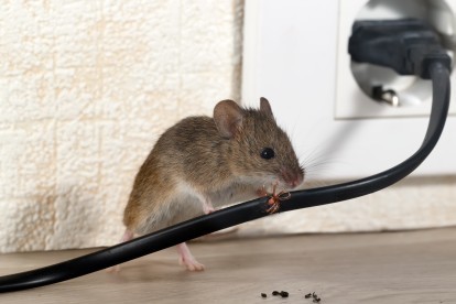 Pest Control in Hither Green, SE13. Call Now! 020 8166 9746