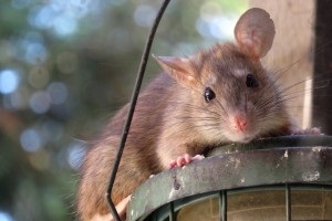 Rat extermination, Pest Control in Hither Green, SE13. Call Now 020 8166 9746