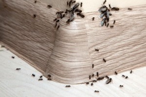 Ant Control, Pest Control in Hither Green, SE13. Call Now 020 8166 9746