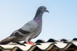 Pigeon Control, Pest Control in Hither Green, SE13. Call Now 020 8166 9746
